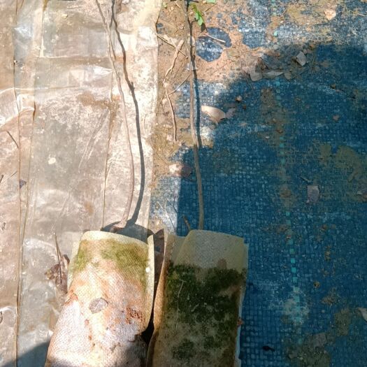 德庆县种苗