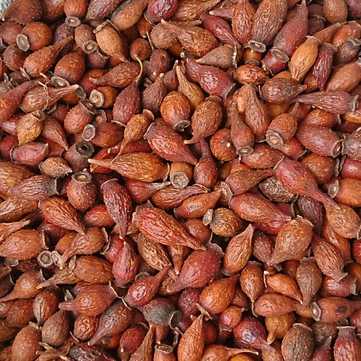 金樱子，中药材，金樱果