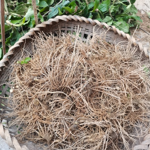 北流市地胆头新鲜广西苦胆草地斩草鞋根老鸭汤中草药材料原