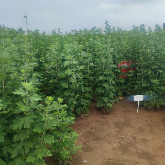 唐河县端午艾
