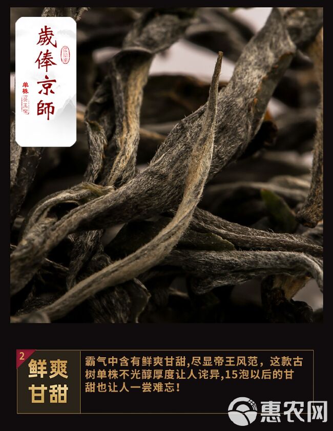 古树茶  云南普洱茶农自销300年古树迷帝岁俸京师单株茶树王