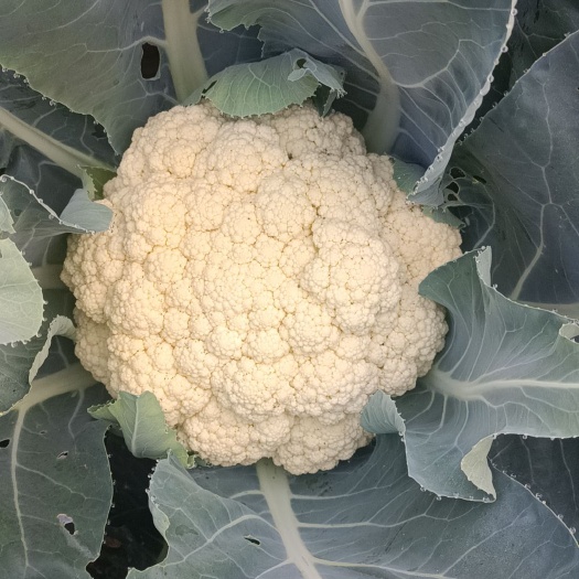 涡阳县有机花菜