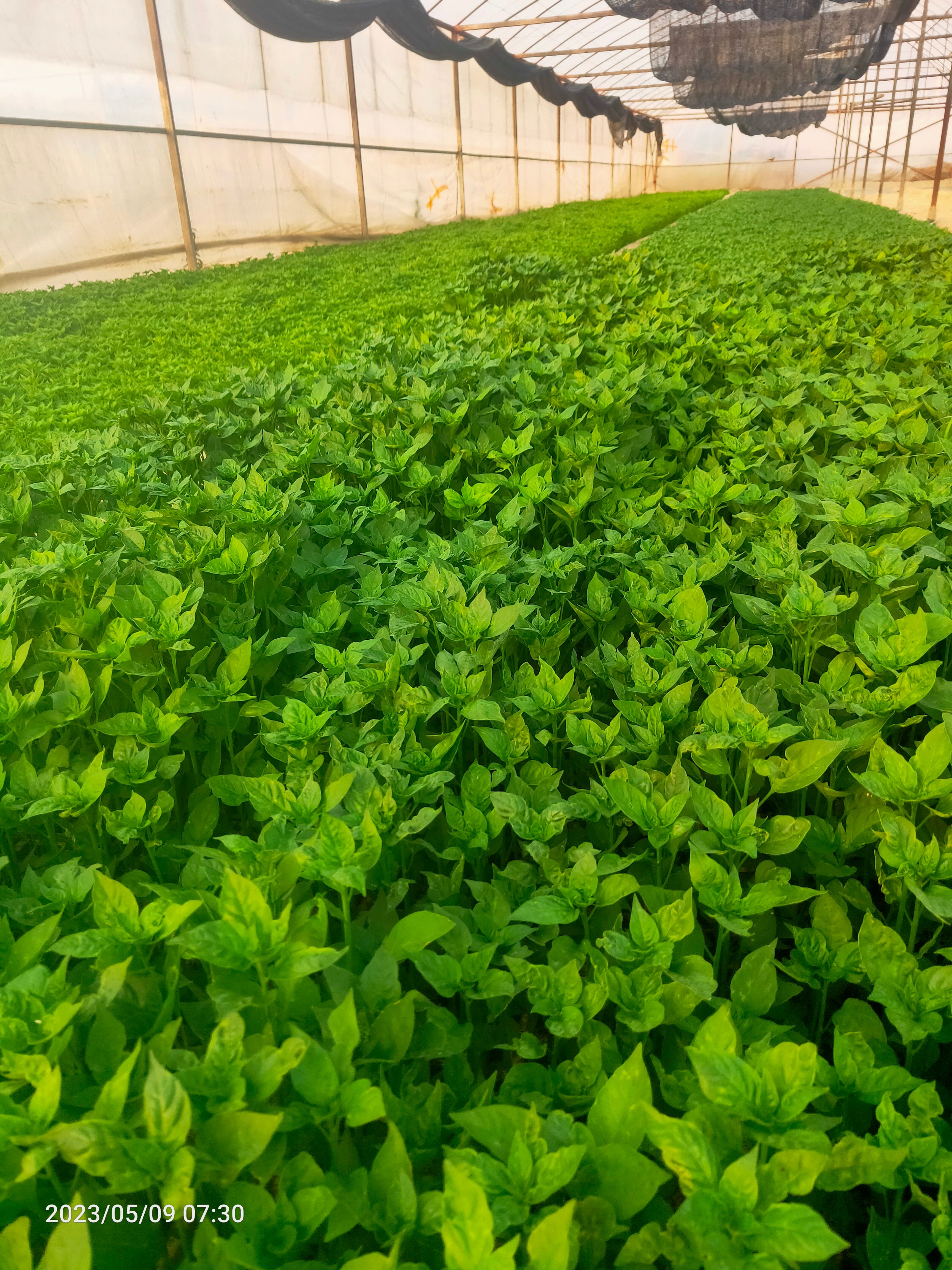 辣椒苗(线椒，朝天椒，螺丝椒等)