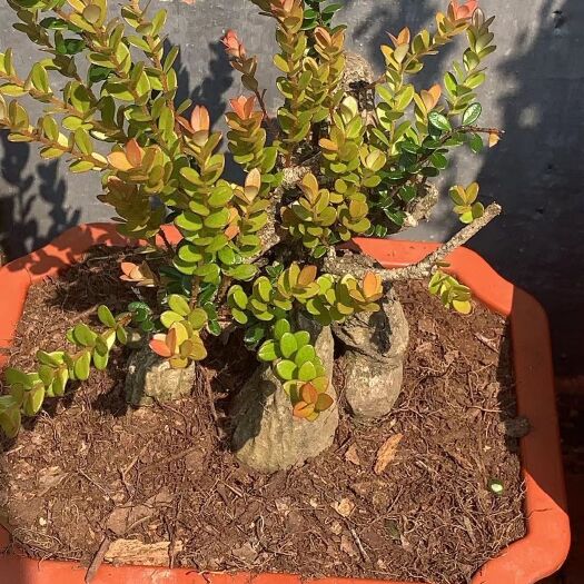 福贡县树萝卜，五翅梅，掉金钟，云南怒江产地，盆景，观赏植物