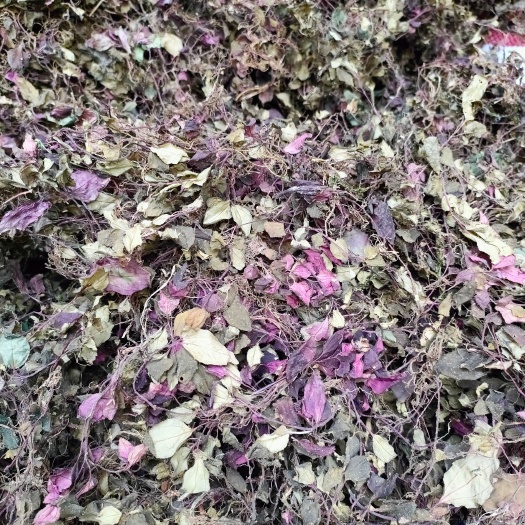 天全县红绿混色风柜斗草