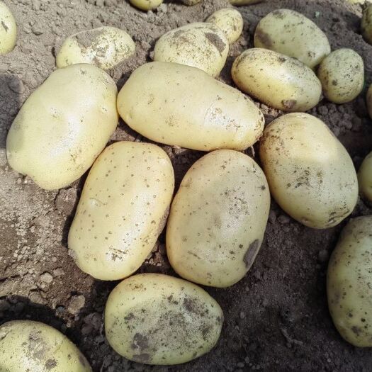 绥中县辽宁绥中黄皮黄心土豆大量上市了，个大皮毛亮薯型正大量有货