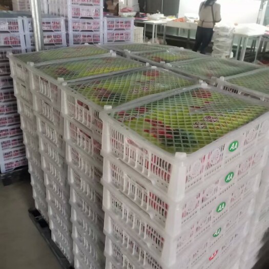 平度市玲珑小番茄釜山88圣女果 平度产地直供 常年有货欢迎采购