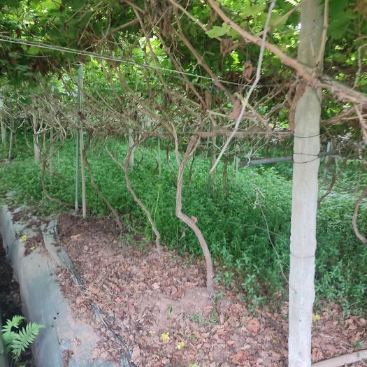 岳池县出售葡萄树，10年老树苗，50000株