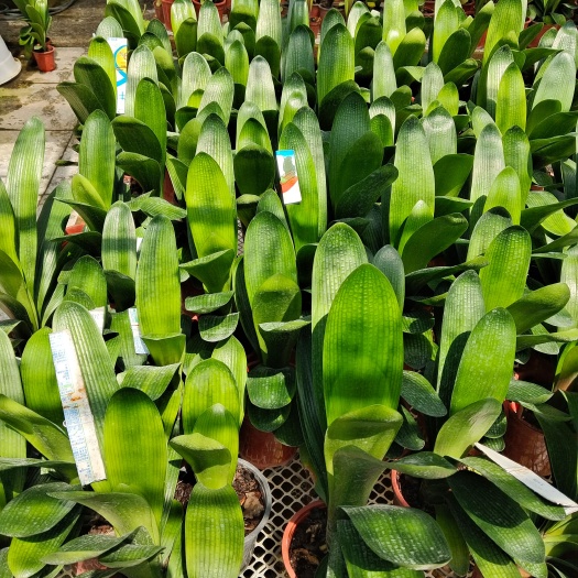 沈阳君子兰3年花12一15片叶当年开花(基地批发丿