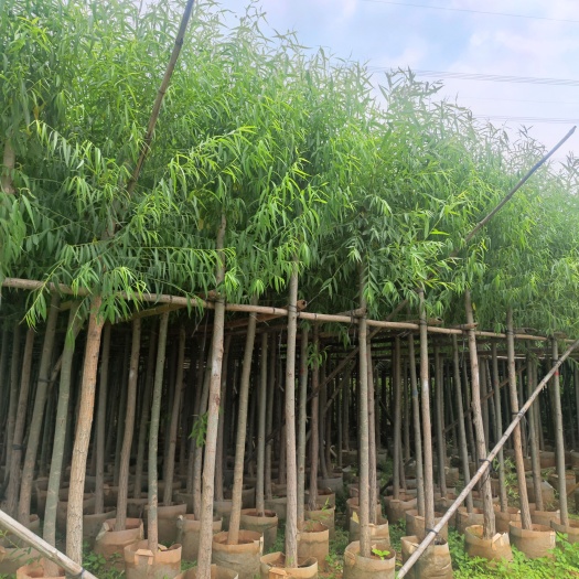揭阳垂柳