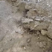 田东县鸡粪