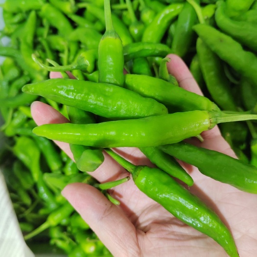 东莞市樟树小辣椒