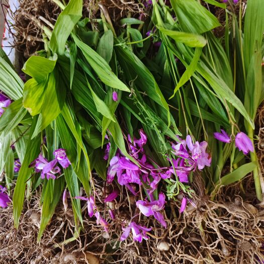 池州紫花宽叶三叉大白芨苗