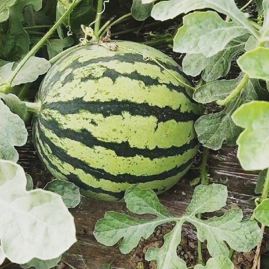 新沂市美都薇萌无籽西瓜