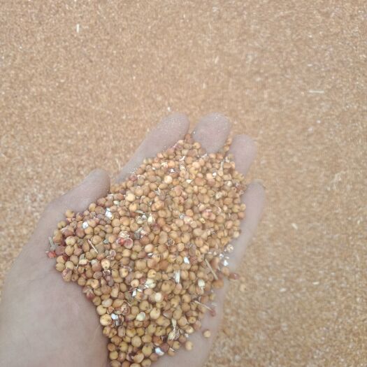 呼和浩特高粱