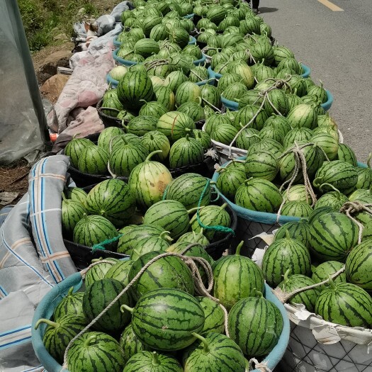杭州早春红玉西瓜，皮薄果甜