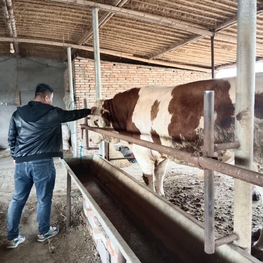 邢台育肥肉牛  处理牛粪