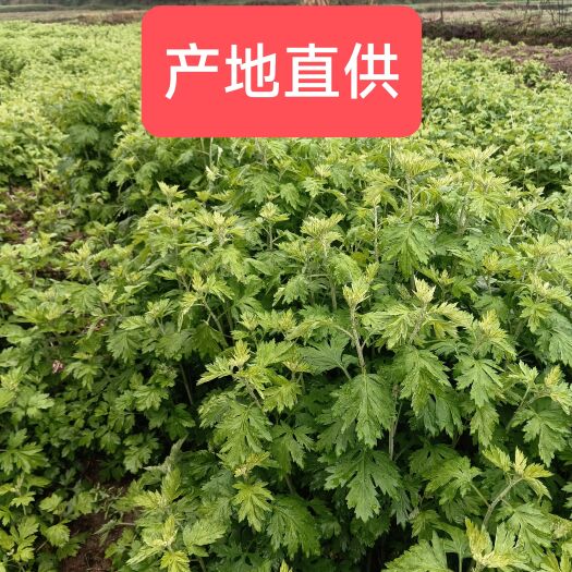 蕲春县艾草苗李时珍故乡蕲春