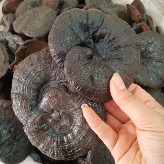 .批发黑灵芝500克包邮可切片黑灵芝煮汤泡水非紫灵芝赤灵芝