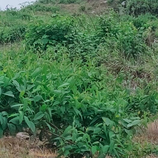 秀山山银花