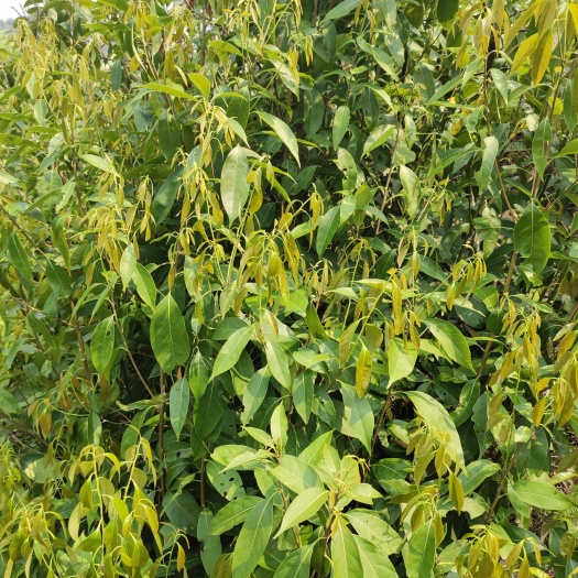 广南县甜叶菊