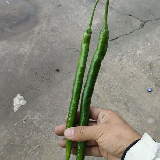 商丘线椒。辣度好。青皮。好多市场都认。