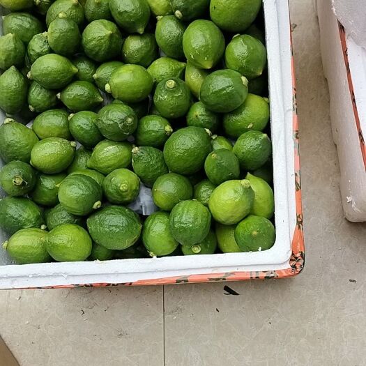 南宁自家种植十几亩广东香柠 有意者联系 长期合作