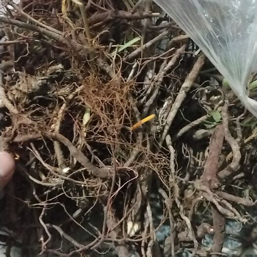 礼县茜草