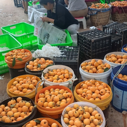 五星大枇杷