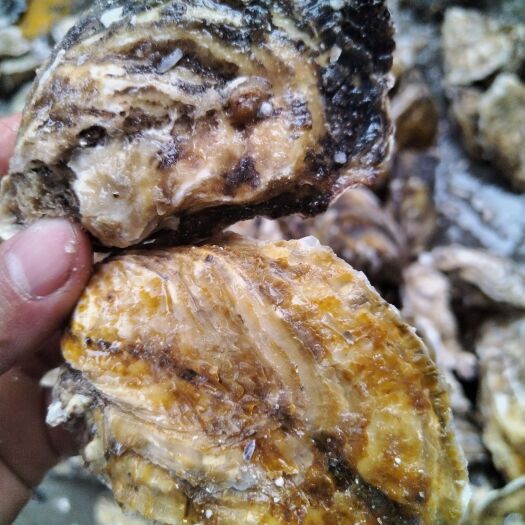 佛山明早继续到货一车乳山三倍体，小黄壳，薄壳显个，豆到4+，欢迎