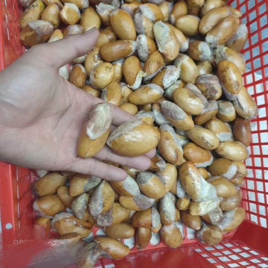 泰国榴莲种子，耐寒品种，粒粒饱满发芽率超高。
