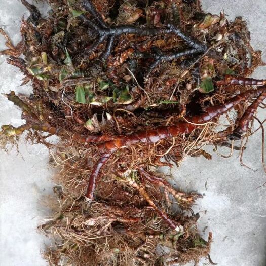广安野生石菖蒲