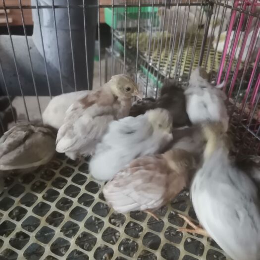 潍坊大量批发芦丁鸡