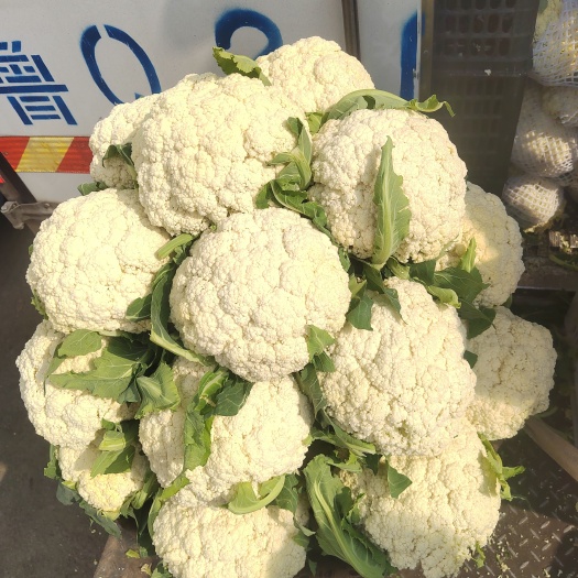 通许县白花菜花