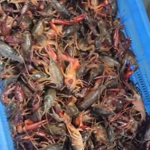监利市湖北监利小龙虾