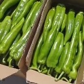 大通县牛角椒