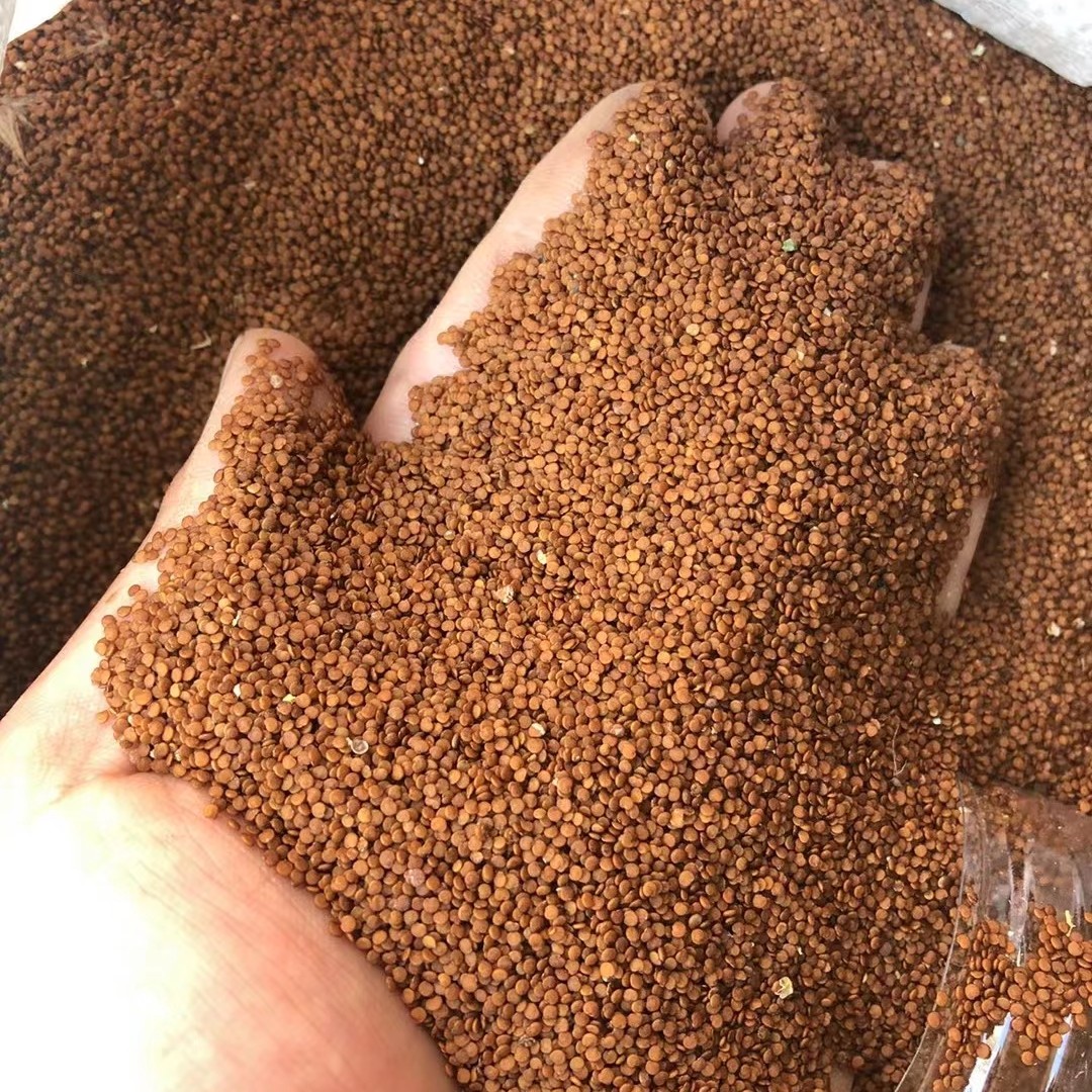 宜宾冰粉籽出浆高，质量好