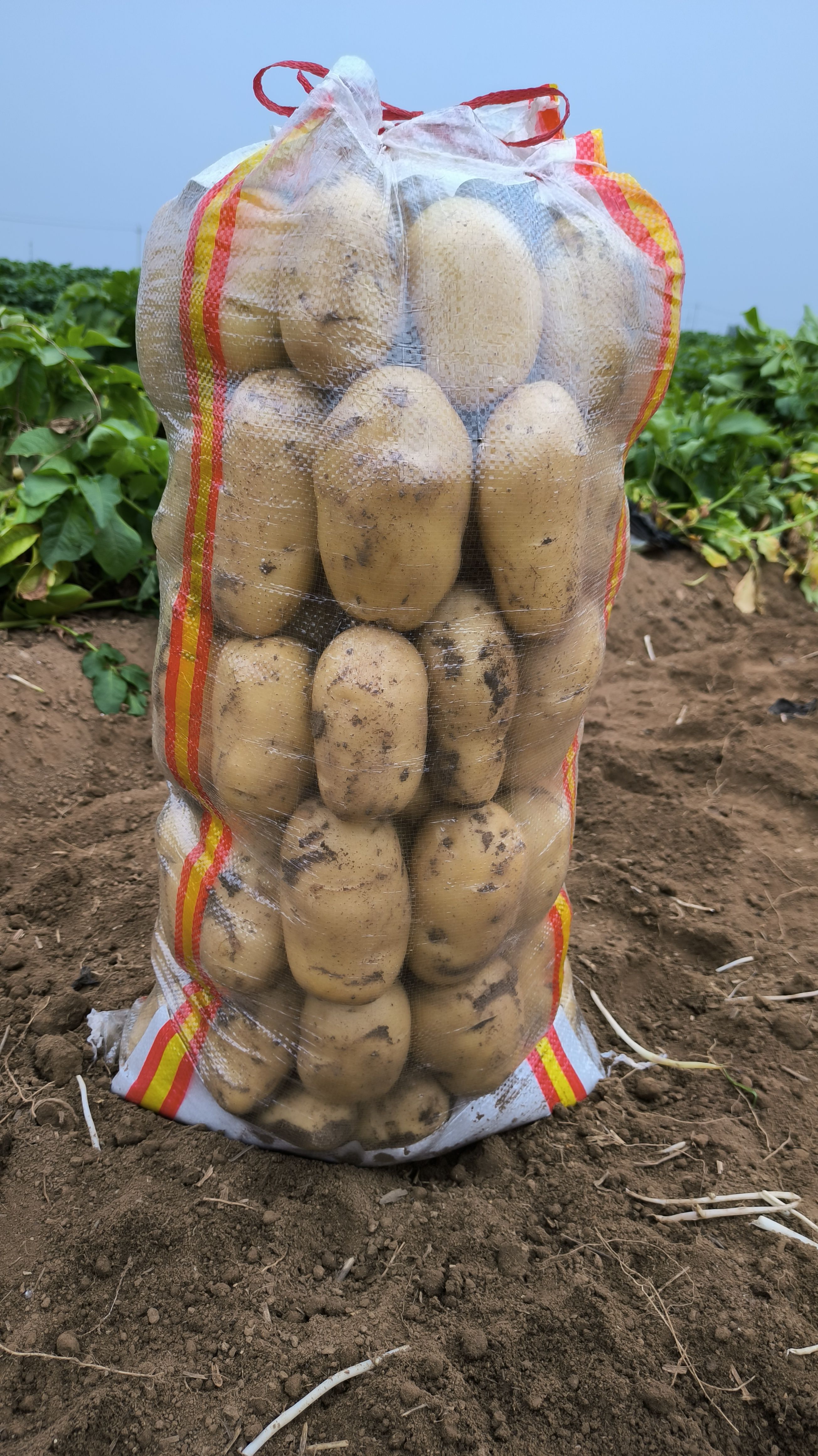 滕州市大量供应滕州新土豆 按需装货