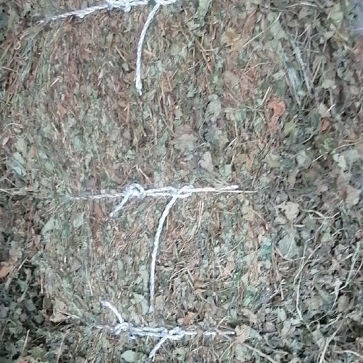 当阳市药用鱼腥草