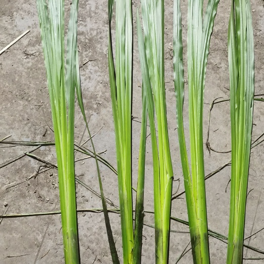 微山县菖蒲叶