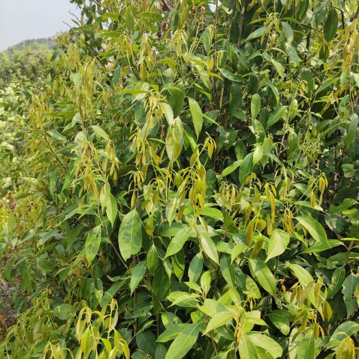广南县甜茶