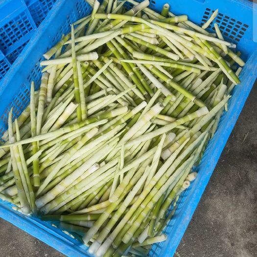 合肥九华山合强小竹笋