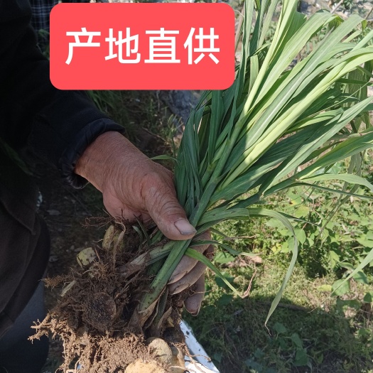 青皮水果甘蔗苗