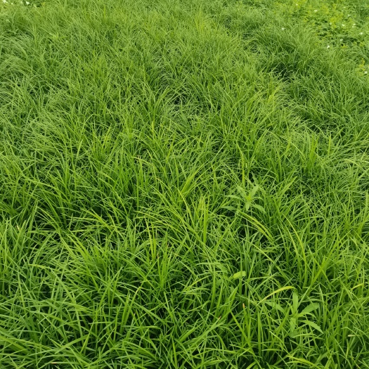 细叶麦冬草春季大促