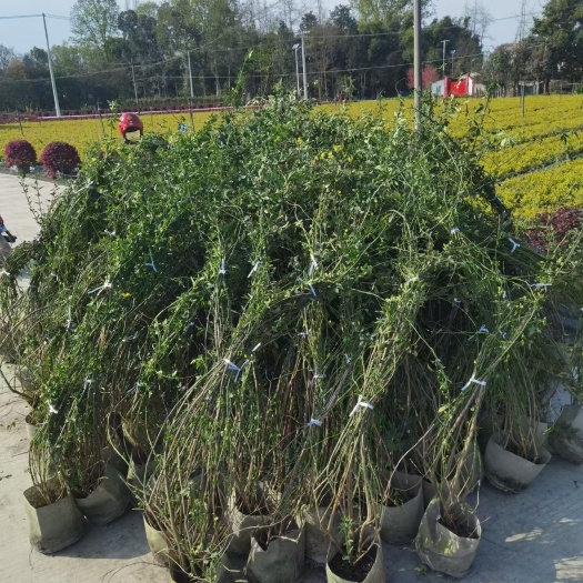 成都迎春花20布袋