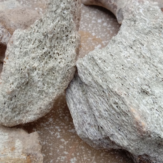 臨猗縣正品土龍骨，白料。