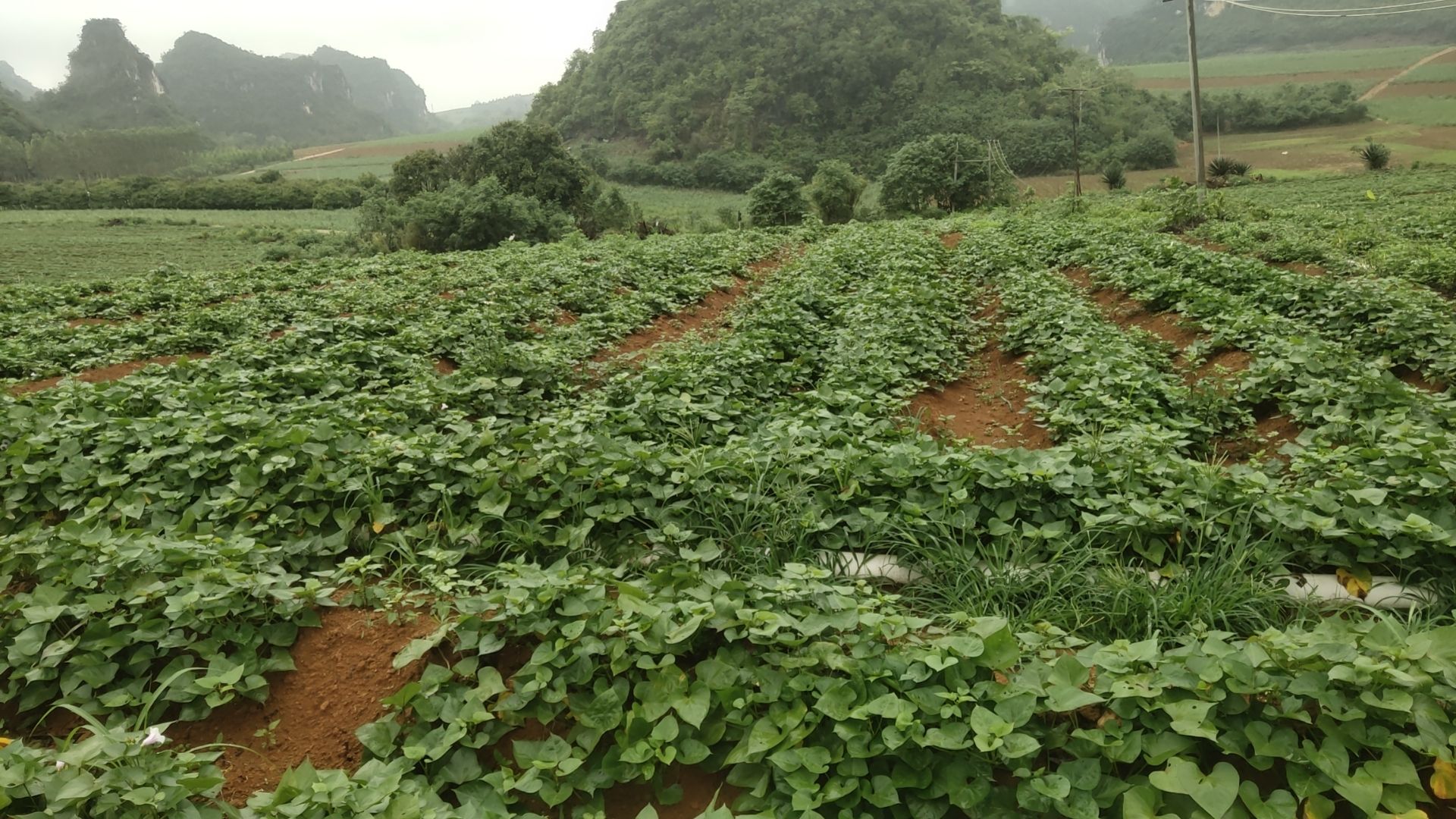 脱毒原种红薯大田苗，济薯26板栗薯