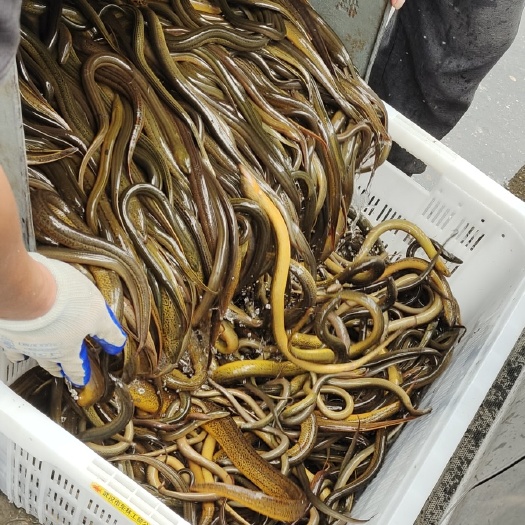 稻田  河流生长黄鳝  50斤起发货