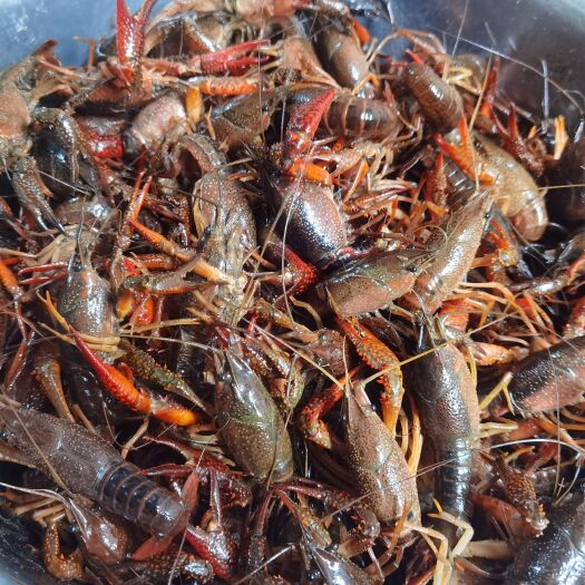 监利市小龙虾
