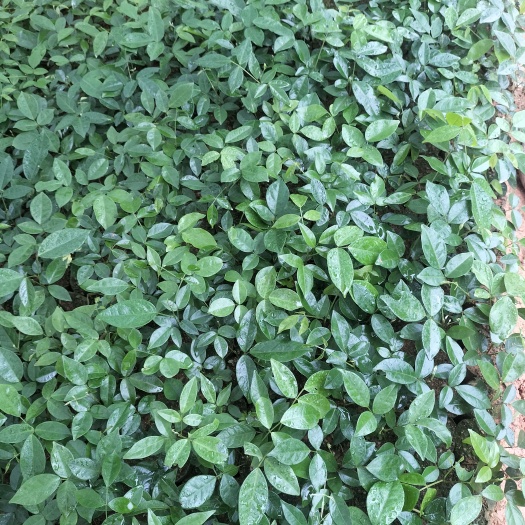 灵山县牛大力苗，小叶牛大力苗，中叶牛大力苗结薯率高
